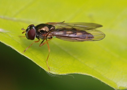 Melanostoma scalare, female, hoverfly, Alan Prowse